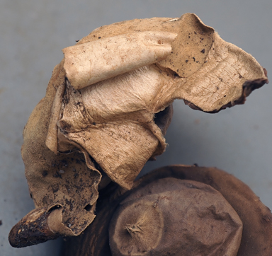 APII jpeg image of Geastrum velutinum?  © contact APII